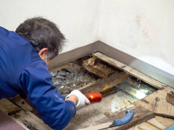 Best Affordable Mold Removal  in Montebello, NY