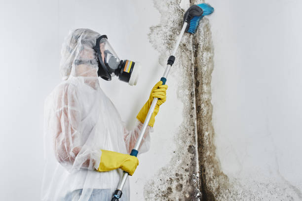 Best Mold Testing  in Montebello, NY