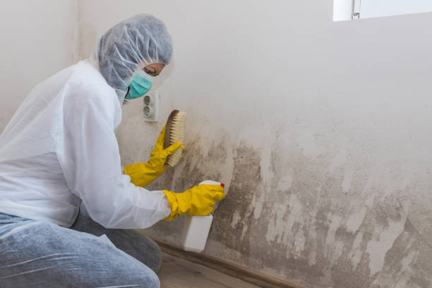 Best Residential Mold Removal  in Montebello, NY