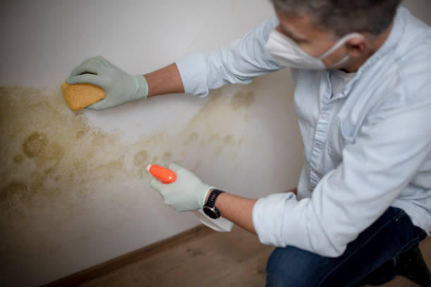 Best Emergency Mold Removal  in Montebello, NY