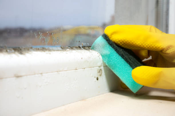 Best Crawl Space Mold Removal  in Montebello, NY