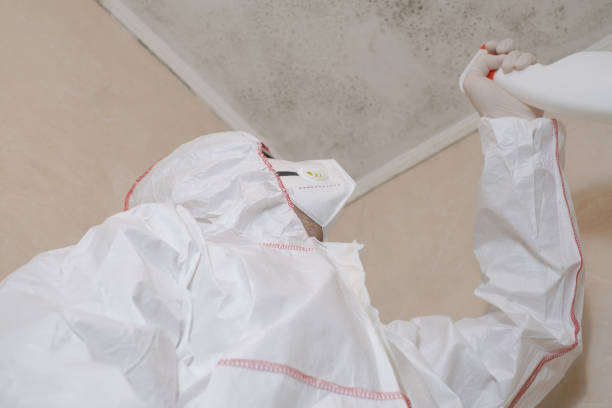 Best Fast Mold Removal  in Montebello, NY