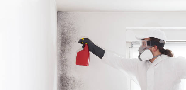 Best Home Mold Removal  in Montebello, NY