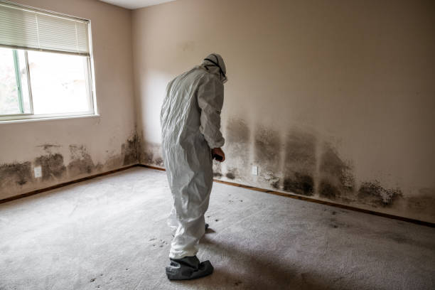 Best Same-Day Mold Removal  in Montebello, NY