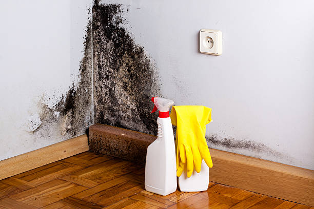 Best Attic Mold Removal  in Montebello, NY