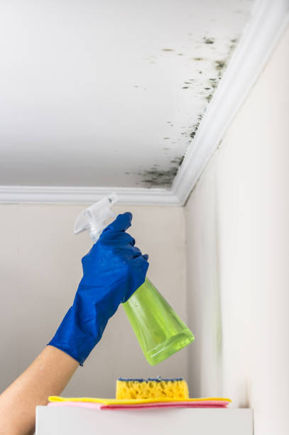 Best Same-Day Mold Removal  in Montebello, NY