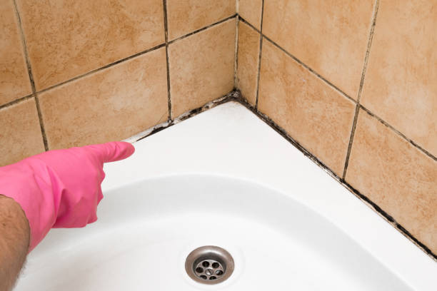 Best Crawl Space Mold Removal  in Montebello, NY