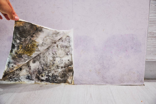 Best Toxic Mold Removal  in Montebello, NY